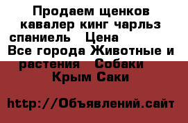 Продаем щенков кавалер кинг чарльз спаниель › Цена ­ 60 000 - Все города Животные и растения » Собаки   . Крым,Саки